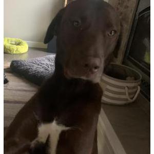 Lost Dog Hank