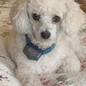 Lost Dog Belle