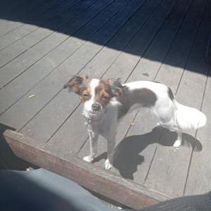 Lost Dog Bella