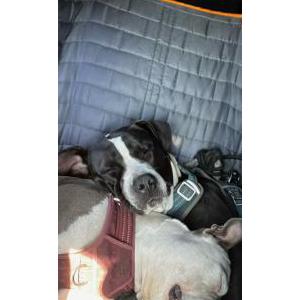 Lost Dog Luna