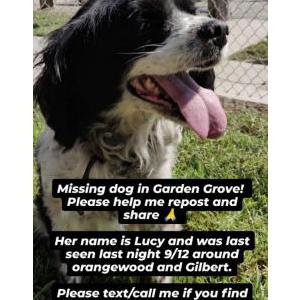 Lost Dog Lucy