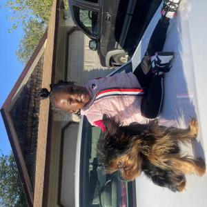 Lost Dog Bear