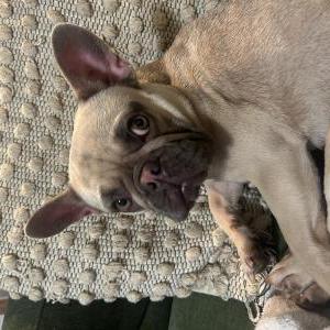 Found Dog Unknown