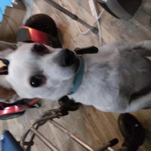 Lost Dog Leche