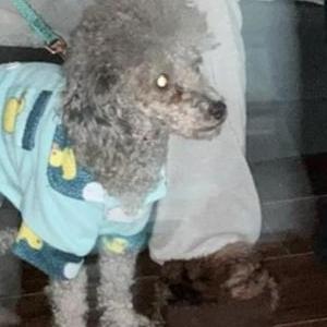 Lost Dog Pepper