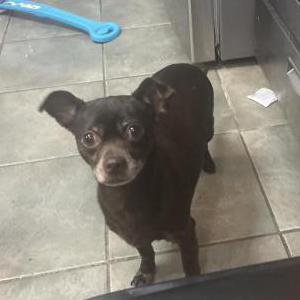 Lost Dog Ginger
