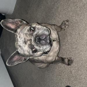 Lost Dog Frankie