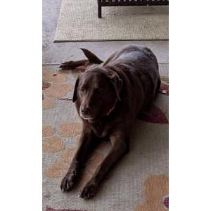 Lost Dog Piper