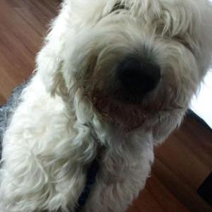 Lost Dog Albert