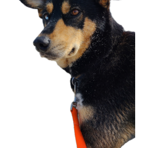 Image of Chente, Lost Dog