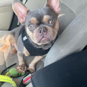 Lost Dog Pongo
