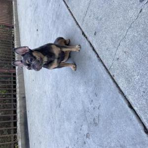 Lost Dog Bella