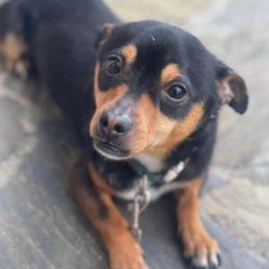 Lost Dog Saint
