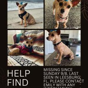 Lost Dog Dante