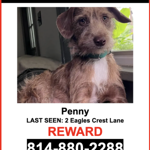 Lost Dog Penny