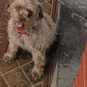 Lost Dog MIMI