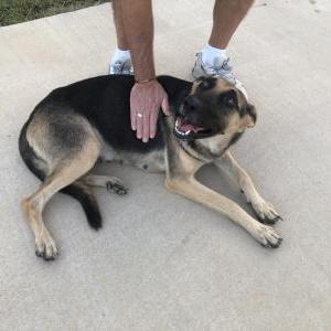 Found Dog Unknown