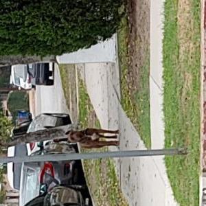 Found Dog Unknown
