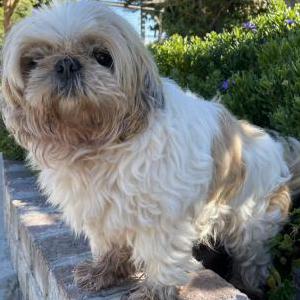 Found Dog Unknown