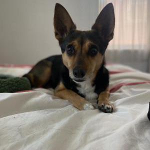 Lost Dog Hattie