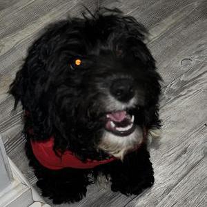 Lost Dog Royal