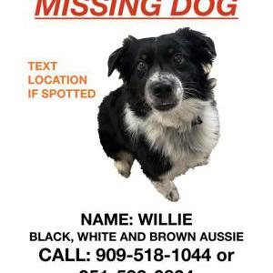 Lost Dog Willie