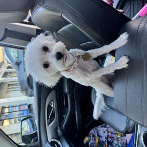 Lost Dog Lulu