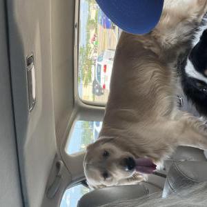 Found Dog Unknown