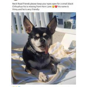 Lost Dog Vinny