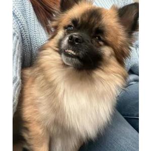 Image of Phoenix, Lost Dog