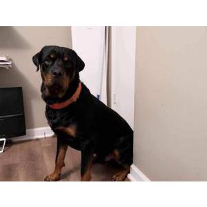 Lost Dog Jumanji