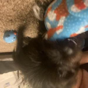 Lost Dog Milo