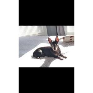 Lost Dog Negro