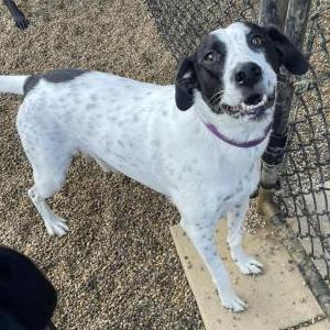 Lost Dog Zoey