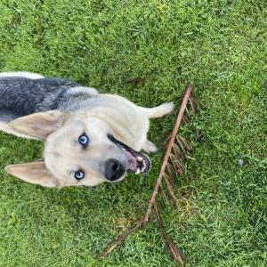 Lost Dog Lola
