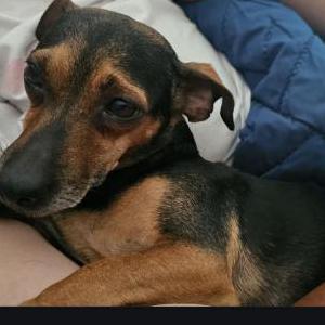 Lost Dog Daisy