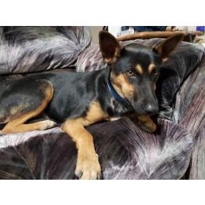 Found Dog Unknown