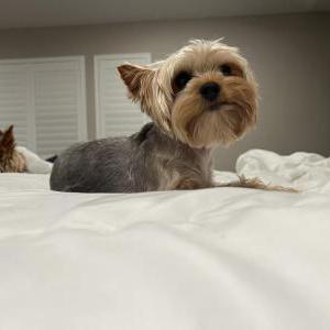 Lost Dog Daisy