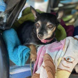 Lost Dog Money