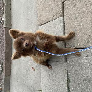 Found Dog Unknown