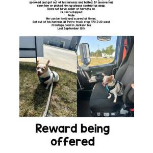 Lost Dog Wrigley