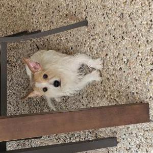 Found Dog Unknown