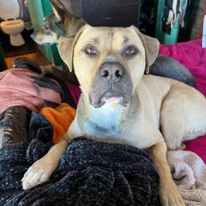 Lost Dog Sydney