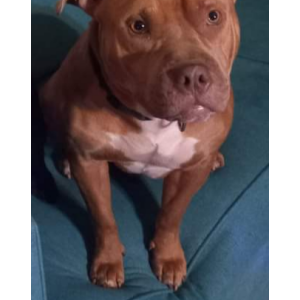 Lost Dog Max