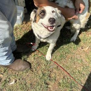 Found Dog Unknown