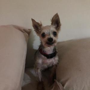 Lost Dog Eddie