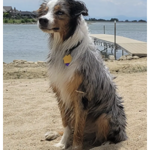 Lost Dog Rion