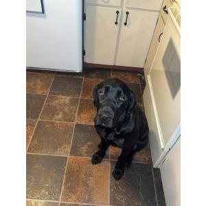 Lost Dog Iris