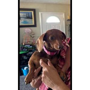 Lost Dog Winnie