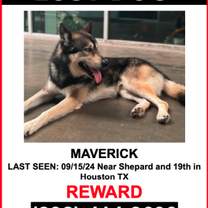 Lost Dog Maverick